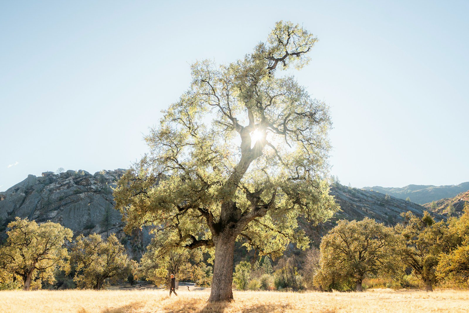 A lone tree in a field with mountains in the background